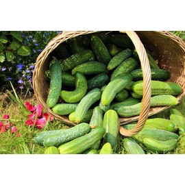 Seeds4planting - Seeds Self-Pollinated Cucumber Be st Seller F1 35 Days for Pickling Indoor Non GMO Hybrid