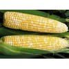 Bulk Organic Sweet Corn Seeds (1/2 LB) 1,100 Seeds