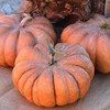 Musquee De Provence Pumpkin - 3 Grams ~ 10 Seeds