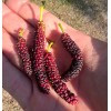 Unbranded Pakistani Mulberry | Black Mulberry 3 Unrooted Cutting