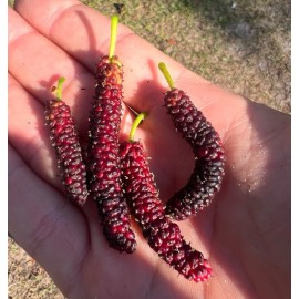 Unbranded Pakistani Mulberry | Black Mulberry 3 Unrooted Cutting