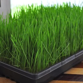 Wheatgrass Seeds (Triticum aestivum) Packet of 100 Seeds