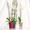 Happy Plants Orchid Pot D 14.7 cm Flower Pot with