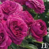Own-Root One Gallon Celestial Night Floribunda Rose by Heirloom Roses