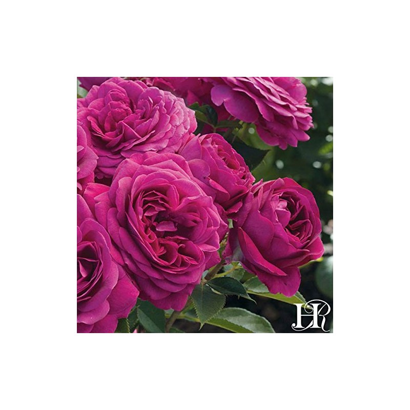 Own-Root One Gallon Celestial Night Floribunda Rose by Heirloom Roses