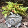 Toad Hollow HomeStyles Large Toad Planter 7" H Holds 4"