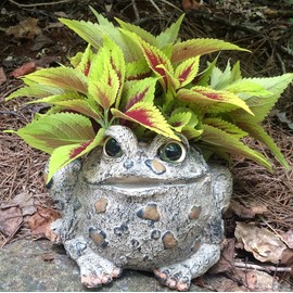 Toad Hollow HomeStyles Large Toad Planter 7" H Holds 4" W Pot, Natural Brown