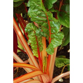 300 Orange Chard Seeds for Planting 7+ Grams of Seeds Non GMO and Heirloom Survival Vegetable Garden