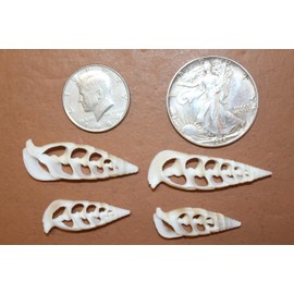 10pc Natural Cerithium Vertagus Seashells, Sliced Cut, 1.5-2 inch, White and Ivory, Craft Supply, Sailors Valentines, Center Cut Seashells, CS-03