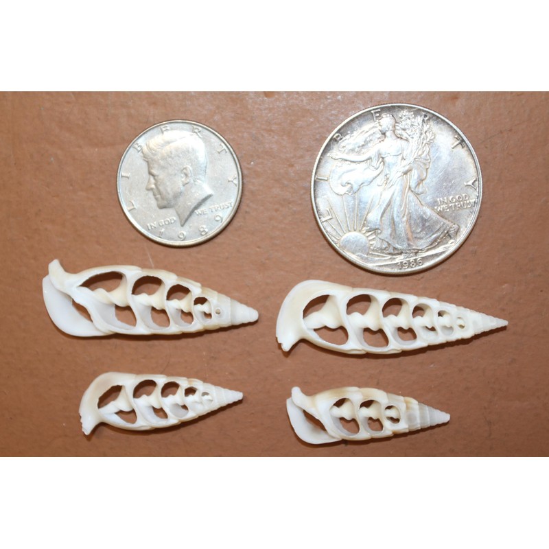 10pc Natural Cerithium Vertagus Seashells, Sliced Cut, 1.5-2 inch, White