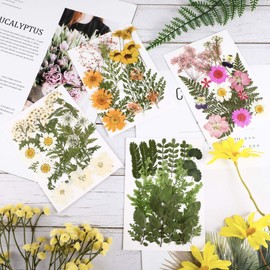 Nuanchu Pressed Flowers for Crafts Resin Dried Flower Bulk White Natural Dried Wildflowers Daisy with Tweezer for Resin Mold Candles Cake DIY Christmas Craft Card Making Wedding Scrapbooking Supplies