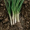 Organic Onion Seeds (Bunching Evergreen) - Approx 200 Seeds -