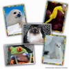 PANINI Animals 2025 Box of 36 Sleeves