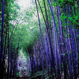 300+ PCS Purple Black Bamboo Seeds for Planting Exotic Bamboo Seed Fast Growing Giant Bamboos Privacy Screen