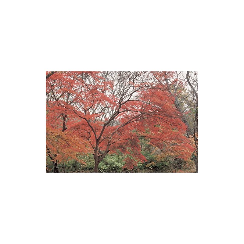 Hoya Red Enhancer Intensifier RA54 Filter (72mm)