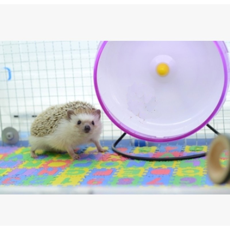 Small EVA Foam Puzzle Floor Play Mat Pets Feeding Box