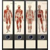 Set of 4 Folder Spines for Wide Folders Anatomy Skeleton