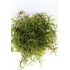 Guppy Grass – Floating Plant – Buy 2 Get 1