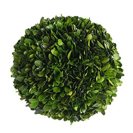 BoxwoodWorld Real Boxwood Plant Ball 10 inch Wedding Home Decoration,Vase Filler Realistic Full Green Plant, Indoor Decor(Boxwood)