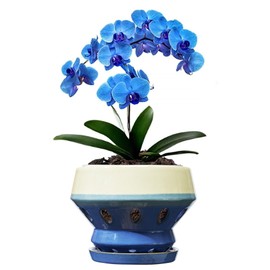 Gepege 6.5 Inch Orchid Pots with Holes for Indoor Plants, Plant Pots with Drainage Hole, Ceramic Flower Planter with Saucers, Blue Ceramic Planter