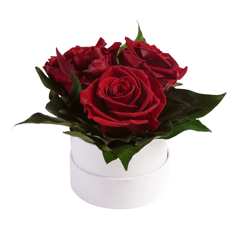 ROSEMARIE SCHULZ Heidelberg Infinity Rose Box White Round Preserved Flowers