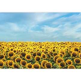 SIGNWIN Removable Wall Sticker/Wall Mural Countryside Farm Scenic Sunflower Field Nature Wilderness Photography Realism Decorative Landscape Colorful for Living Room, Bedroom, Office - 66x96 inches