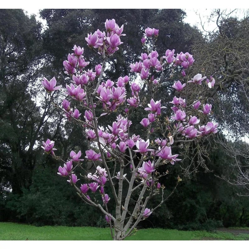Toadstool Seeds 5 Purple Magnolia Seeds LILY FLOWER TREE Fragrant