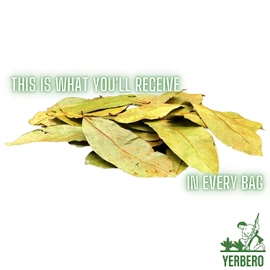 Yerbero - Whole Wildcrafted Dried Graviola Soursop Leaves 1.05oz (30g - 120+ Leaves Per Bag) Hoja De Guanabana Seca, Crafted By Nature | Vacuum Sealed for Freshness | From Mexico | Premium Quality.
