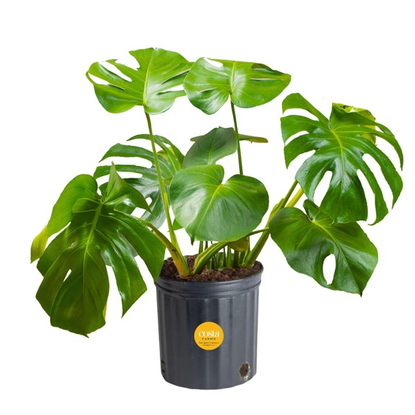 Costa Farms Monstera Swiss Cheese Plant, Live Indoor Plant, Easy to Grow Split Leaf Houseplant in Indoors Nursery Plant Pot, Housewarming, Decoration for Home, Office, and Room Decor, 2-3 Feet Tall