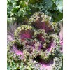 Kale Red Russian Great Heirloom Vegetable by Seed Kingdom (1/4