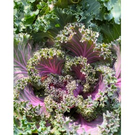 Kale Red Russian Great Heirloom Vegetable by Seed Kingdom (1/4 Lb Seeds)