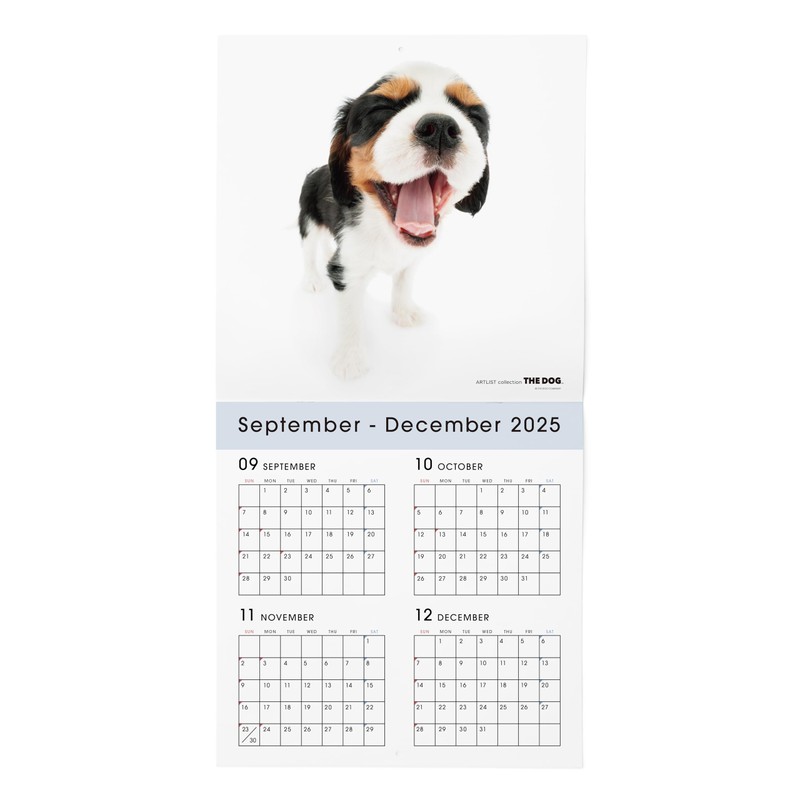 THE DOG 2026 Wall Calendar Large Size (Cavalier King Charles
