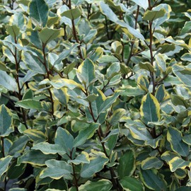 Olive Martini Eleagnus - 3 gal - Evergreen Shrub - Variegated Green-Golden Foliage - Spring Summer White Flowers - Vigorous - Zones 6-9 - Elaeagnus x 'Viveleg' PP20177-3 Gallon Pot