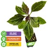 Okinawa Spinach - Gynura crepioides - Wellspring Garden Starter Plant