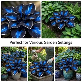 Hosta Flower Bulbs for Garden Edges, Broad Leaf Appeal, 2 Pack