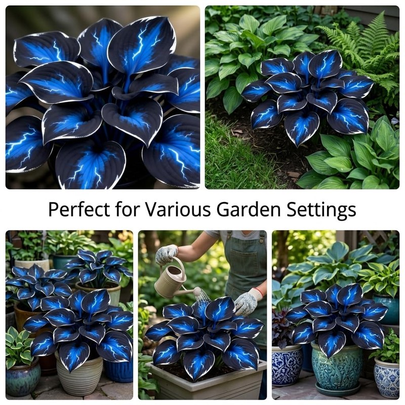 Hosta Flower Bulbs for Garden Edges, Broad Leaf Appeal, 2