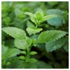 Everwilde Farms - 1/4 Lb Lemon Balm Herb Seeds -