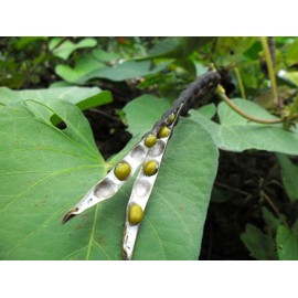 Whole dried Organic Mung Beans aka 'Green Gram' 'Maash' 'Moong' Prewashed Clean Ready to Cook non GMO