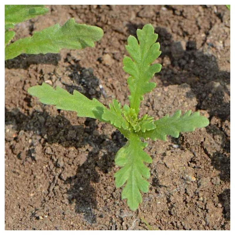 Everwilde Farms - 1 Oz Garland Daisy Wildflower Seeds -