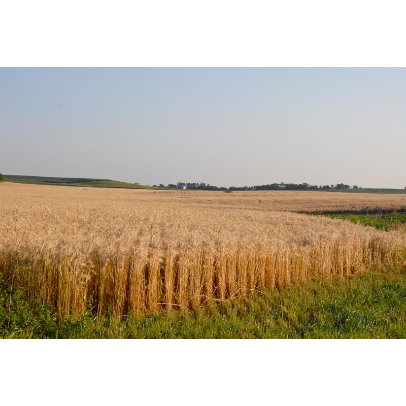 Early Morning Harvest Organic General Purpose Flour - Made from