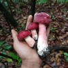 Dried Wild Russula Mushrooms, Nutritious Red Mushrooms, Dried Red Shiitake
