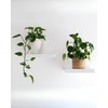 Gedotec Shelf Bracket, Pack of 10, Invisible Shelf Brackets with