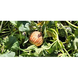 Tigger Melon 30 Seed Pack Pocket Melon, Cucmis Melon, Tigris River Melon Non GMO Tigger Melon Seeds, Grown in USA.