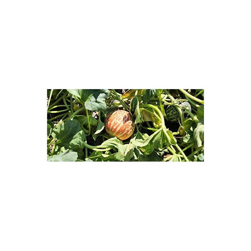 Tigger Melon 30 Seed Pack Pocket Melon, Cucmis Melon, Tigris