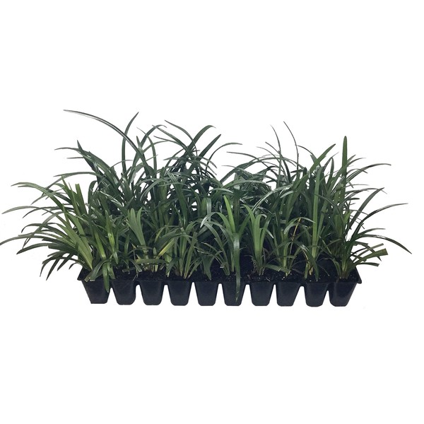 Super Blue Liriope Muscari - 40 Live Plugs - Ground Cover Grass Plants