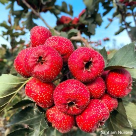Unbranded Giant Globe Chinese Hawthorn tree, bare root, 大金星山楂，山査子（サンザシ）