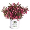 2 Gallon Proven Winners Weigela Wine & Roses Shrub