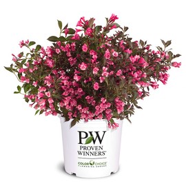 2 Gallon Proven Winners Weigela Wine & Roses Shrub