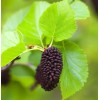 MySeeds.Co Alnus glutinosa (European Alder) Tree Seeds, Distinctive Catkins -