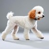 TSPRO Dog Collar, Double D Buckle, Reflective Material, Comfortable Soft